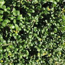 Ilex crenata Convexa kopen Kalmthout